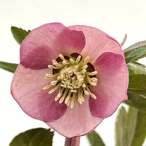 MIYABI様ご依頼品 クリスマスローズ2点 フレグランス プチドール 園芸