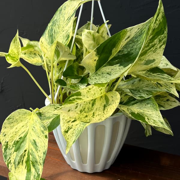 園芸ネット本店｜[ザ・ファームセレクト]ポトス：テルノグレース 5号