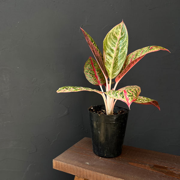 園芸ネット本店｜アグラオネマ：ダイアナ 3.5号ポット の通販【公式】