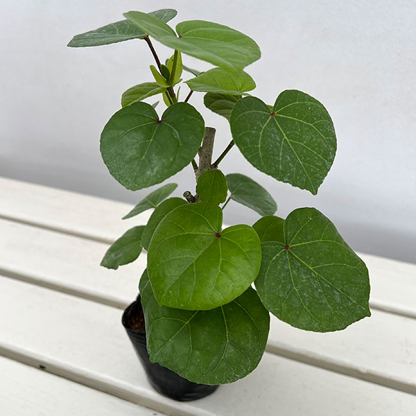 園芸ネット本店｜オオハマボウ：コンパクタ 3号ポット の通販【公式】