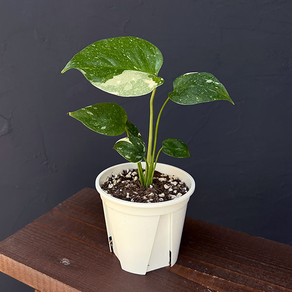 園芸ネット本店｜モンステラ：タイコンステレーション コンパクタ 3号