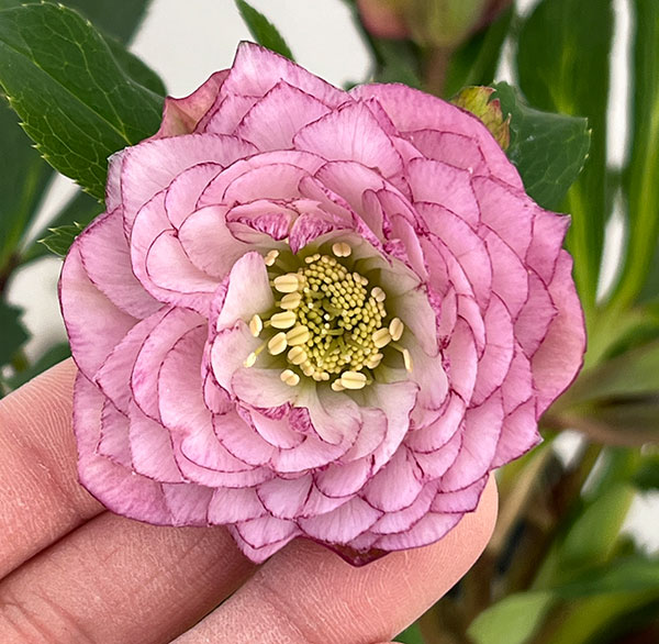 ㉖-330クリスマスローズ クリスマスローズフェア | 大阪の植物園-咲く