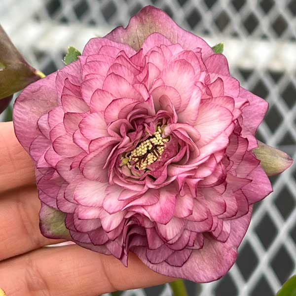 園芸ネット本店｜吉田園芸さんのクリスマスローズ：多弁交配26-07／4.5