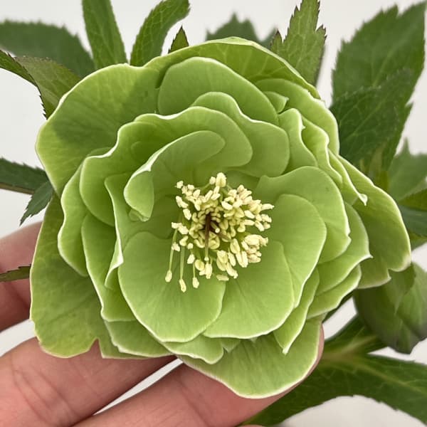 園芸ネット本店｜高正園さんのクリスマスローズ：26-50ダブル／5号