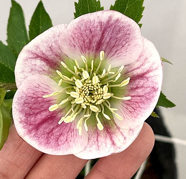 園芸ネット本店｜大和園さんのクリスマスローズ：26-02パステリッシュ