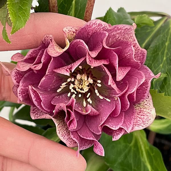 園芸ネット本店｜クリスマスローズ：ベルギー育種 ダブルレッド