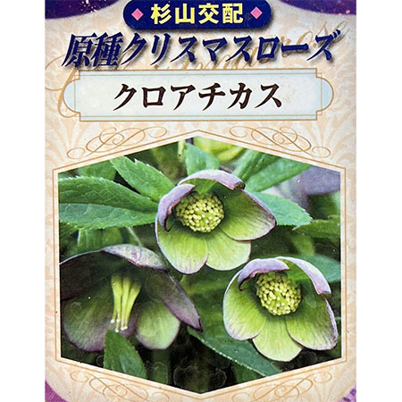 園芸ネット本店｜クリスマスローズ（原種系）：クロアチカス4号ポット