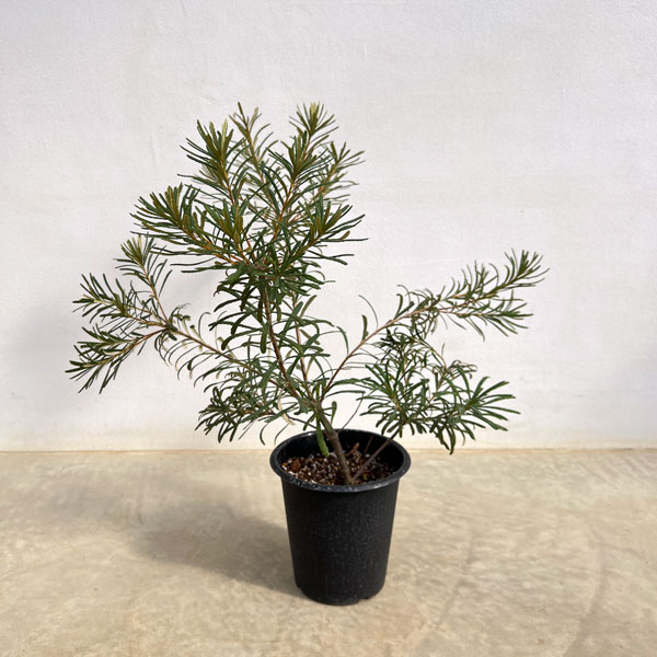 園芸ネット本店｜バンクシア：ヘアピンバンクシア（S）6号ポット の