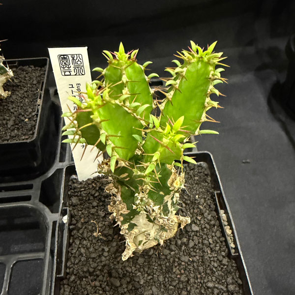 園芸ネット本店｜ユーフォルビア：ムランジーナ 3.5号鉢植え の通販