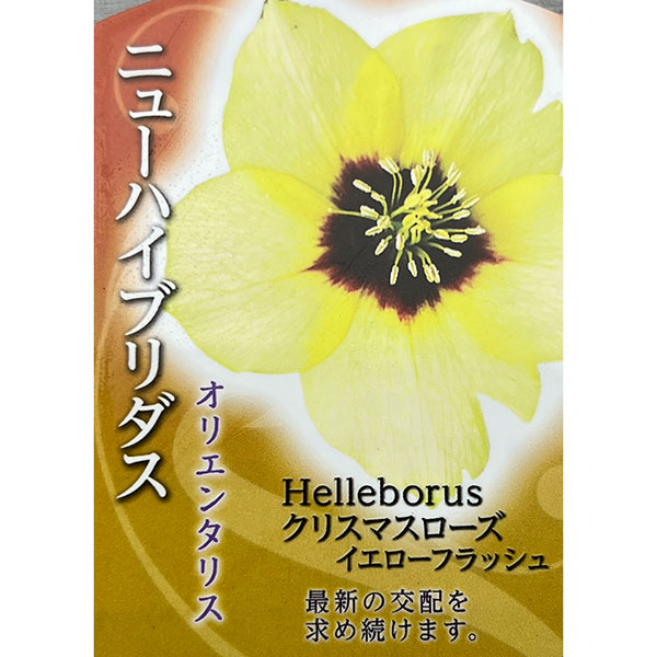 園芸ネット本店｜高正園さんのクリスマスローズ：シングル イエロー