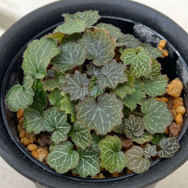 園芸ネット本店｜極姫ユキノシタ2.5号ポット の通販【公式】