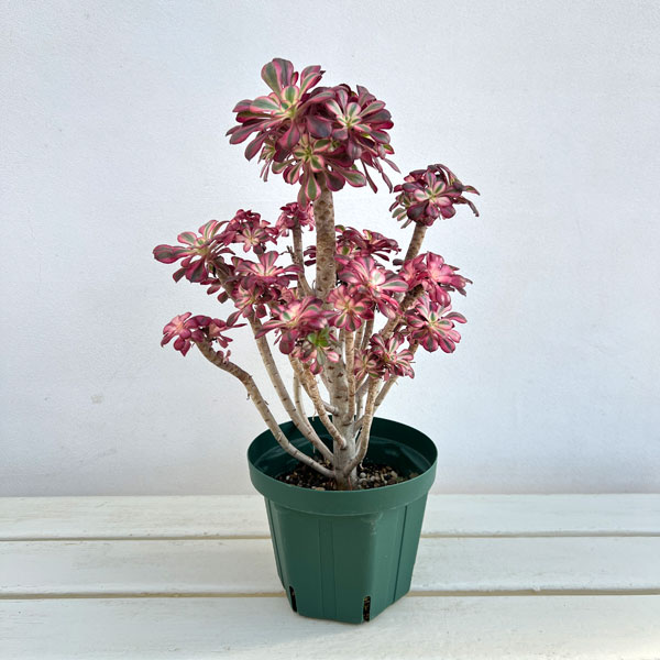 園芸ネット本店｜アエオニウム：シャネル 5.5号ポット の通販【公式】