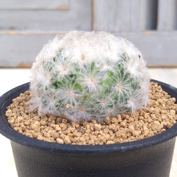 園芸ネット本店｜マミラリア：白星（プルモサ）2.5号鉢植え の通販【公式】