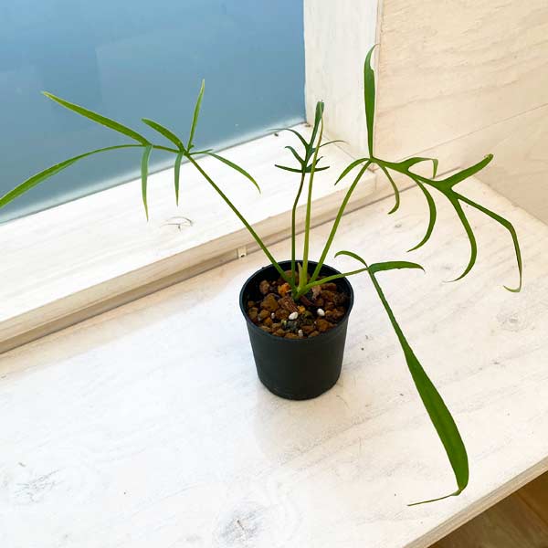 園芸ネット本店｜フィロデンドロン：ポリポディオイデス 3号 の通販