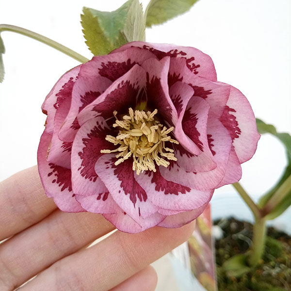 園芸ネット本店｜松村ナーセリーさんのクリスマスローズ：23-01-03