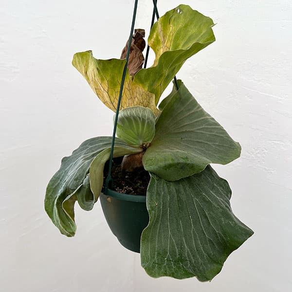 園芸ネット本店｜[ザ・ファームセレクト]ビカクシダ（コウモリラン