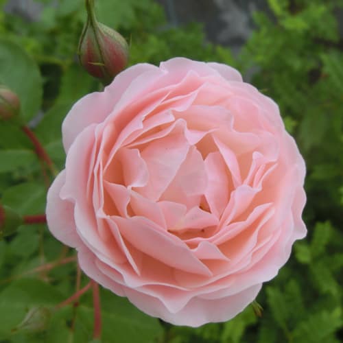 園芸ネット本店｜バラ（つる）：ニュードリームス大苗（産地直送品