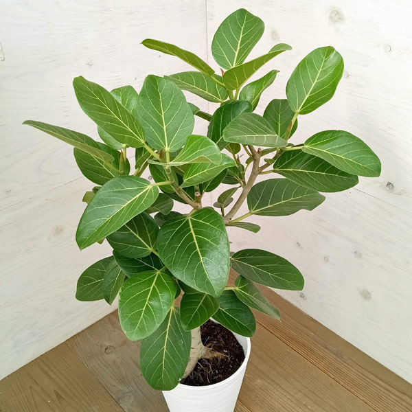 園芸ネット本店｜フィカス：ベンガレンシス オードリー 7号鉢植え の