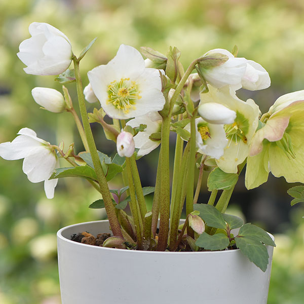 園芸ネット本店｜大和園さんのクリスマスローズ（原種系）：ニゲル