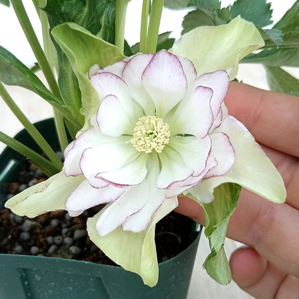 K.様ご検討苗㉖-287クリスマスローズ K.様ご購入苗㉖-26㉖-27