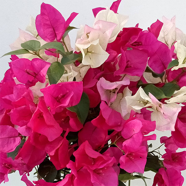 園芸ネット本店｜ブーゲンビリア：赤白ミックス 8号鉢植え の通販【公式】