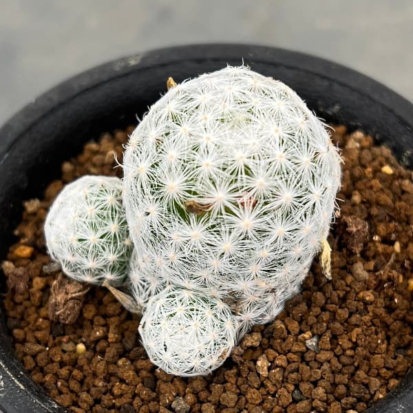 園芸ネット本店｜マミラリア：姫春星（ひめはるぼし）2.5号鉢植え の