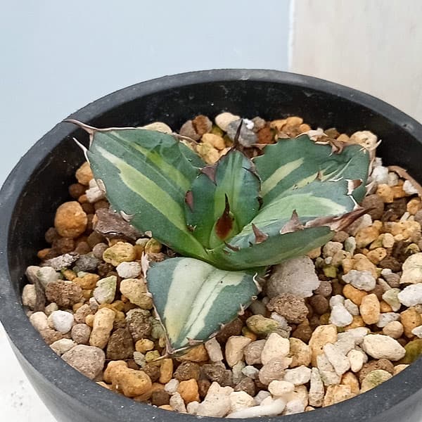 園芸ネット本店｜アガベ：チタノタ No.1白中斑 3号鉢植え23-01 の通販