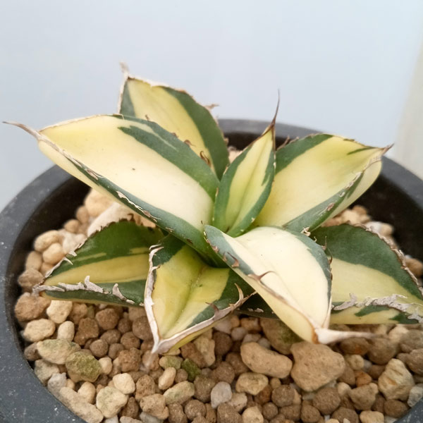 園芸ネット本店｜アガベ：チタノタ No.1 白中斑（発根済） 3号鉢植え23