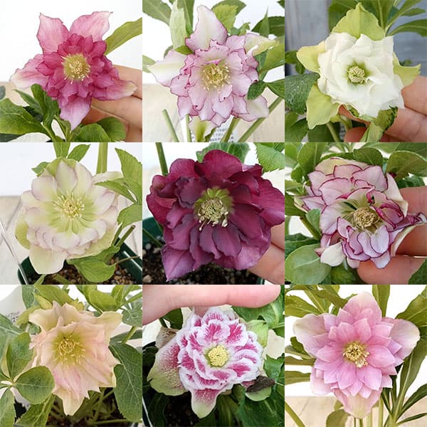 しろくま様ご購入苗㉖-21㉖-141㉖-163クリスマスローズ しろくま様ご