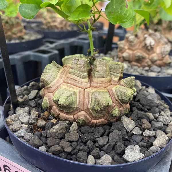 アフリカ亀甲竜 ディオスコレア 2点セット 【公式通販】