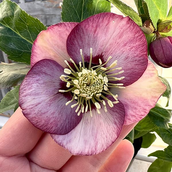 園芸ネット本店｜杉光園芸さんのクリスマスローズ：シングル24-09