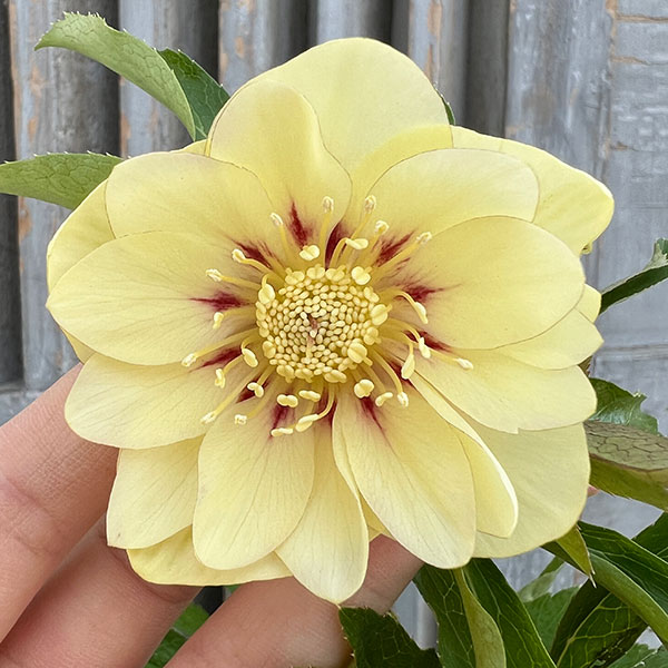 mamo様ご購入苗㉖-119クリスマスローズ 花郷園】 クリスマスローズ