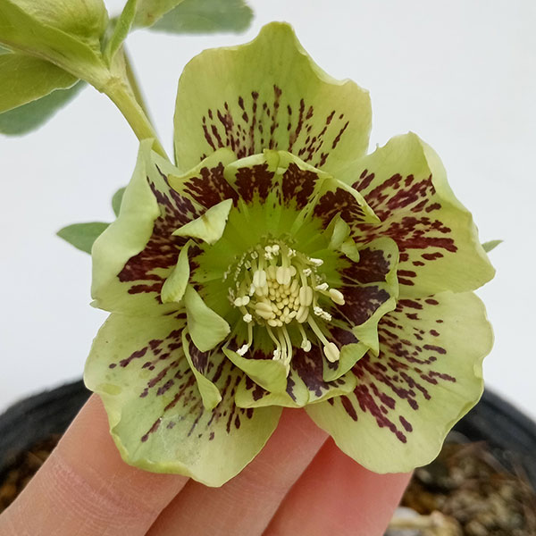 園芸ネット本店｜松村ナーセリーさんのクリスマスローズ：24-11ダブル