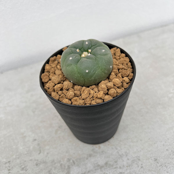 園芸ネット本店｜[ザ・ファームセレクト]サボテン：ロフォフォラ 銀冠