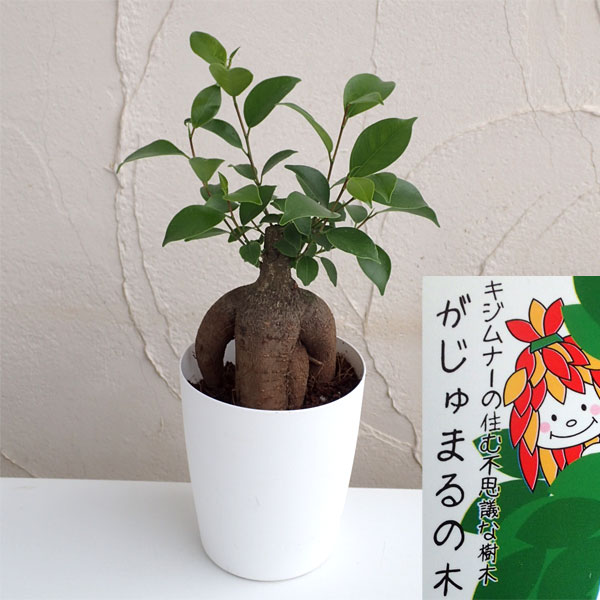園芸ネット本店｜ガジュマル（多幸の木）4号鉢植え の通販【公式】