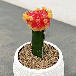 園芸ネット本店｜[送料無料]サボテン 品種ミックス5号プラ鉢植え 6株