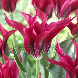 園芸ネット本店｜チューリップ（枝咲き）：キャンディークラブ4球入