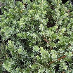 園芸ネット本店｜ピセアプンゲンス（プンゲンストウヒ）：ホプシー8号