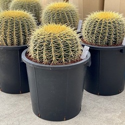 園芸ネット本店｜サボテンの王様：金シャチ（キンシャチ・金鯱）8号