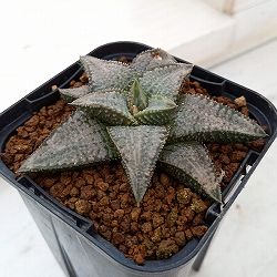 園芸ネット本店｜ハオルチア：白銀城 2.5号鉢植え の通販【公式】