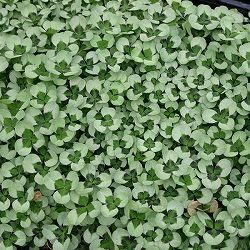 園芸ネット本店｜クローバー：四つ葉のクローバー・黒葉(しあわせ みぃ