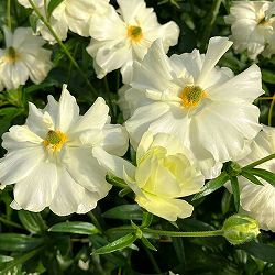 園芸ネット本店｜[送料無料]ラナンキュラス：ラックス ウラノス3.5-4号