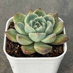 園芸ネット本店｜エケベリア の商品一覧【公式】