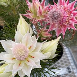 園芸ネット本店｜セルリア（ジョーイセルリア）：ブラッシングブライド