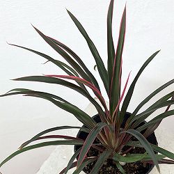 園芸ネット本店｜コルジリネ の商品一覧【公式】