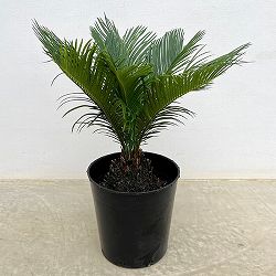 園芸ネット本店｜金環ソテツ 7号鉢植え の通販【公式】