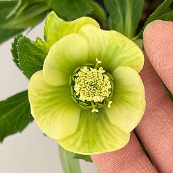 園芸ネット本店｜花郷園さんのクリスマスローズ：26-20ダブル4.5号