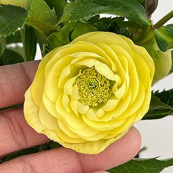 園芸ネット本店｜若泉ファームさんのクリスマスローズ：25-39