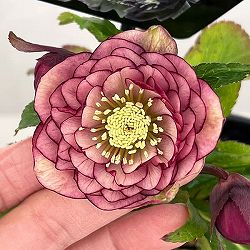 園芸ネット本店｜よりどりお買い得コーナー:クリスマスローズ 2ポット