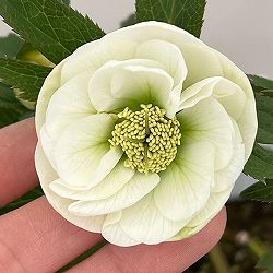 園芸ネット本店｜【お1人様1ポット】大和園さんのクリスマスローズ：24